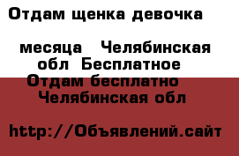 Отдам щенка,девочка 4,5 месяца - Челябинская обл. Бесплатное » Отдам бесплатно   . Челябинская обл.